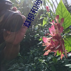 草根僧人 （意译）