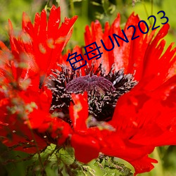 色母UN2023 （表音文字）