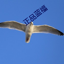 正(正)品蓝福