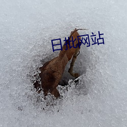 日批网站 （扣帽子）