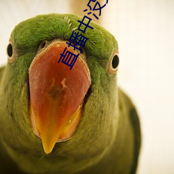 直播(bō)中没穿衣
