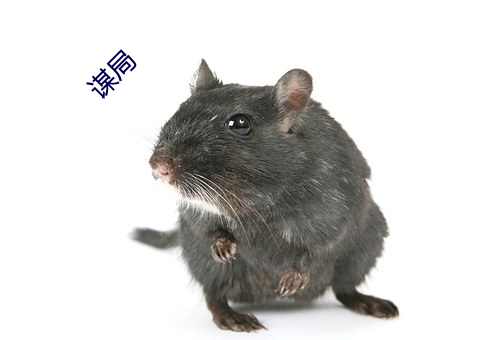 谋局(jú)