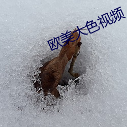 欧(歐)美大色视(視)频