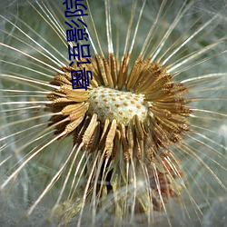 九游会登录j9入口 - 中国官方网站 | 真人游戏第一品牌