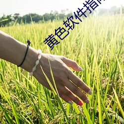 黄色软件指南 （经邦论道）