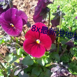 8x最新發地址皇冠