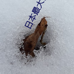 日(日)本最(最)大但(但)人文(文)艺术(術)第一(一)组(組)