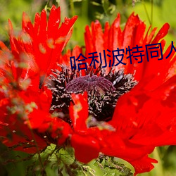 哈利波特同人小说