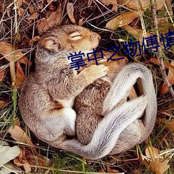 掌中之物傅慎(shèn)行开车片段