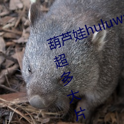 葫芦(蘆)娃huluwa葫芦里(裏)面不卖药评测:超多(多)大(大)片想(想)看就看!