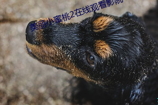 美(měi)丽小蜜桃2在线观看影院