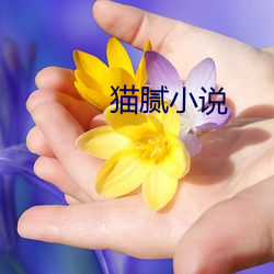貓膩小說