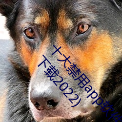ʮ()app(ܛ)(ʮ(ʮ)()app(ܛ)()()2022)