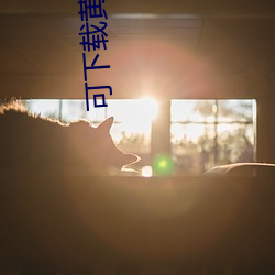 可下载黄色软件