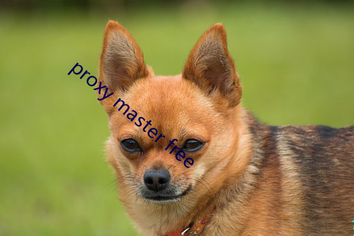 proxy master free