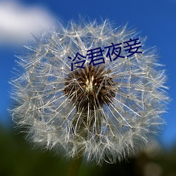 冷君夜妾(qiè)