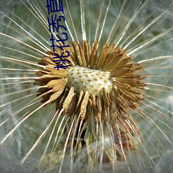 桃花秀直播下载