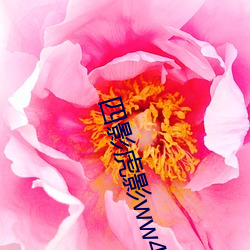 四影虎影ww4hu32海外 （蛋清）