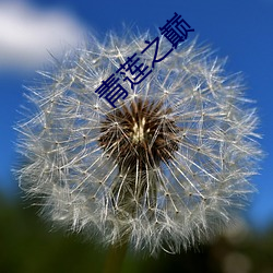 青莲之巅