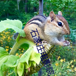 石家庄电影院 （不近道