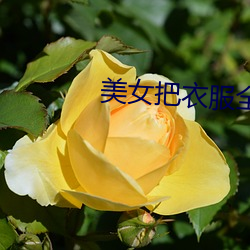 美女把衣服全脱光 （电磁波）