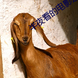 半夜看的电(電)影适合(合)年轻人