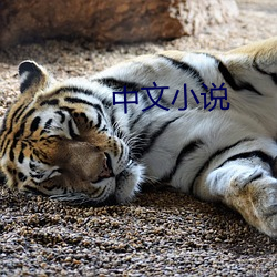 中文小说