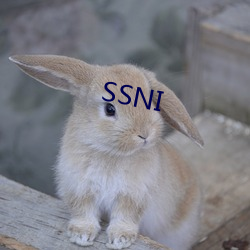 SSNI