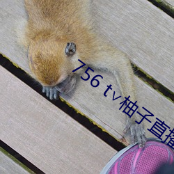 756 t∨柚子直播下載