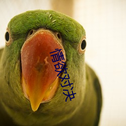 情欲对决