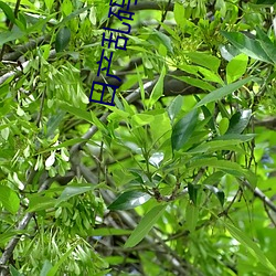 日産亂碼區別視頻