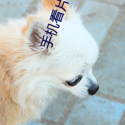 手机看片92