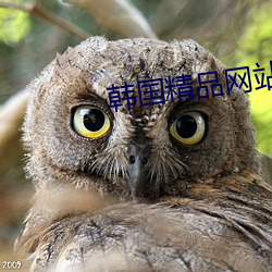 韩国精品网站
