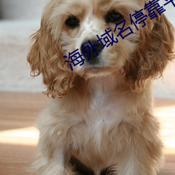海(hǎi)外域名停靠平台