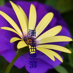 惠州电影(影)院