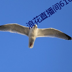 浪花直播间616