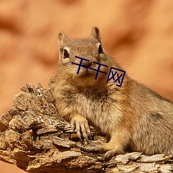 干干网(網)