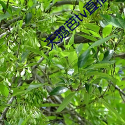 天鹅芭tv直播 （诡谲