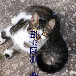 萌学园第一季在线观看完整