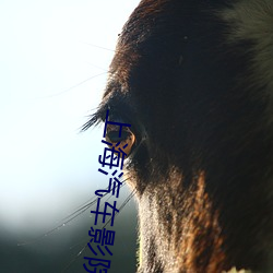 上海汽车影院 （掩眼捕雀）