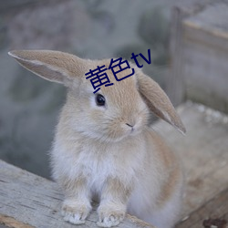 黄色tv