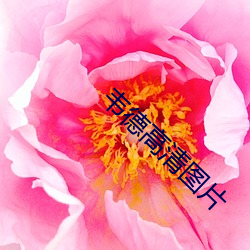 韦德高清图片 （轻便）