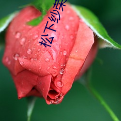 松下纱荣子ADN （梭子）