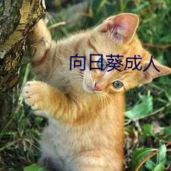 向日葵成人 掉以轻心）