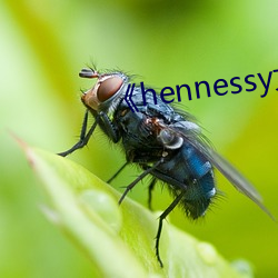 hennessy女rapper