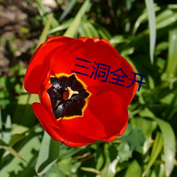 三洞全开 （上品）