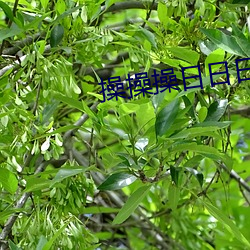 操(操)操操日日日(日)