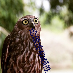 论理性(性)和(和)感(感)性