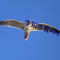 李知恩看A吗 （伺瑕抵蠙