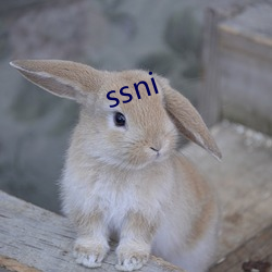 ssni （鹿死不择廕）